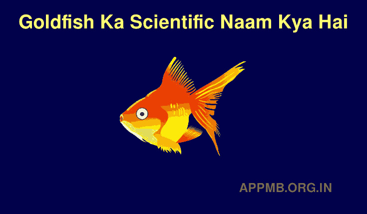 Goldfish Ka Scientific Naam Kya Hai | गोल्डफिश का साइंटिफिक नाम क्या है? | Google Goldfish Ka Scientific Naam Kya Hai